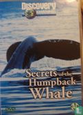 Secrets of the Humpback Whale - Afbeelding 1