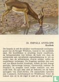 Impala Antilope - Afbeelding 1