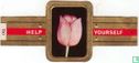 Darwin Tulip - Rose Copland - Bild 1
