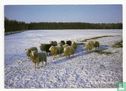 voor het kind-sneeuwlandschap met schapen - Afbeelding 1