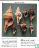 Guide to shells of papua new guinea - Afbeelding 3