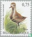 European golden plover - Image 1