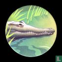 Le Crocodile Orinoco - Image 1