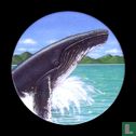 La baleine à bosse - Image 1