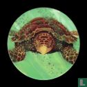 Die Hawksbill Seeschildkröte - Bild 1