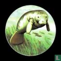 Le lamantin de Floride - Image 1