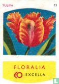 Tulipa - Image 1