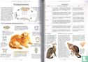 Uw kat in topconditie - Bild 3
