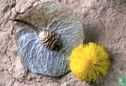 Acacia