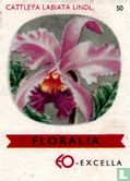 Cattleya labiata lindl - Image 1