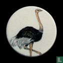Struisvogel - Afbeelding 1