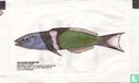 Blauwkop Lipvis - Bild 1