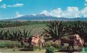 Vista tipica de paisaje Mexicano - Image 1