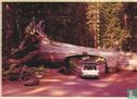 A tunnel "Drive-Thru" tree in the Redwood Forests - Image 1