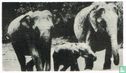 De Olifant van Ceylon - Image 1