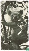 De Koala - Bild 1