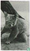 De Koala - Image 1