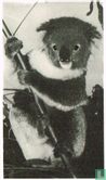 De Koala - Afbeelding 1