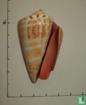 Conomurex luhuanus - Image 2