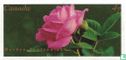 Rose Varieties - Image 1