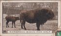 European Bison and calf - Afbeelding 1