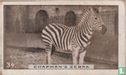 Chapman's Zebra