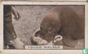 Young Walrus - Image 1