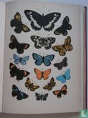 Der Schmetterlingssammler - Bild 3
