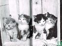 Thieme's kattenboek - Afbeelding 3