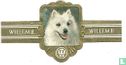 Witte Keeshond - Image 1