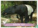 Indische tapir - Bild 1