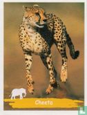 Cheeta - Afbeelding 1