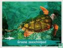 Groene zeeschildpad