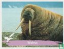 Walrus - Afbeelding 1