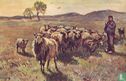 Schaapskudde met herder