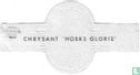 Chrysant 'Hoeks Glorie' - Afbeelding 2