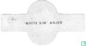 'White Sim' anjer - Afbeelding 2