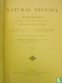 The natural history of animals 1 - Afbeelding 3