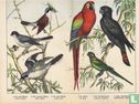 Naturgeschichte der Vögel - Bild 3