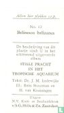 Belinesox Belizanus - Afbeelding 2