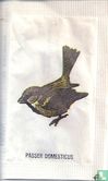 Passer Domesticus