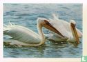 Witte Pelikanen - Afbeelding 1