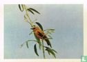 Brilwevervogel - Afbeelding 1