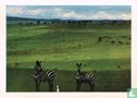 Koereiger met zebras - Image 1