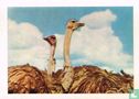 Struisvogels - Bild 1