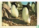 De Adélie-pinguïns zijn kleiner dan de keizepinguïns - Afbeelding 1