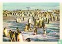 Pinguïns met hun kuikentjes op wandel in de zon - Image 1