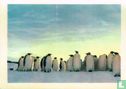 Silhouëtten van keizerpinguïns tegen de horizon - Afbeelding 1