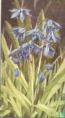 Ster Hyacinth - Afbeelding 1