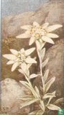 Edelweiss - Afbeelding 1